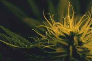 drugs, Marijuana, Plants