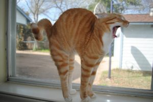 cats, Animals, Funny, Stretching