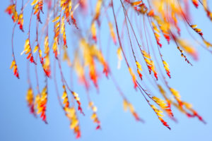 macro, Autumn, Fall