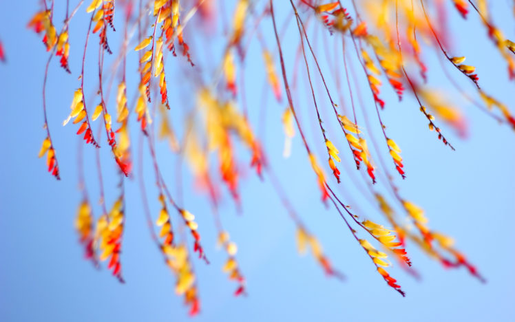 macro, Autumn, Fall HD Wallpaper Desktop Background