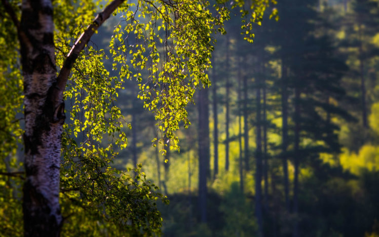 landscapes, Trees, Forest HD Wallpaper Desktop Background
