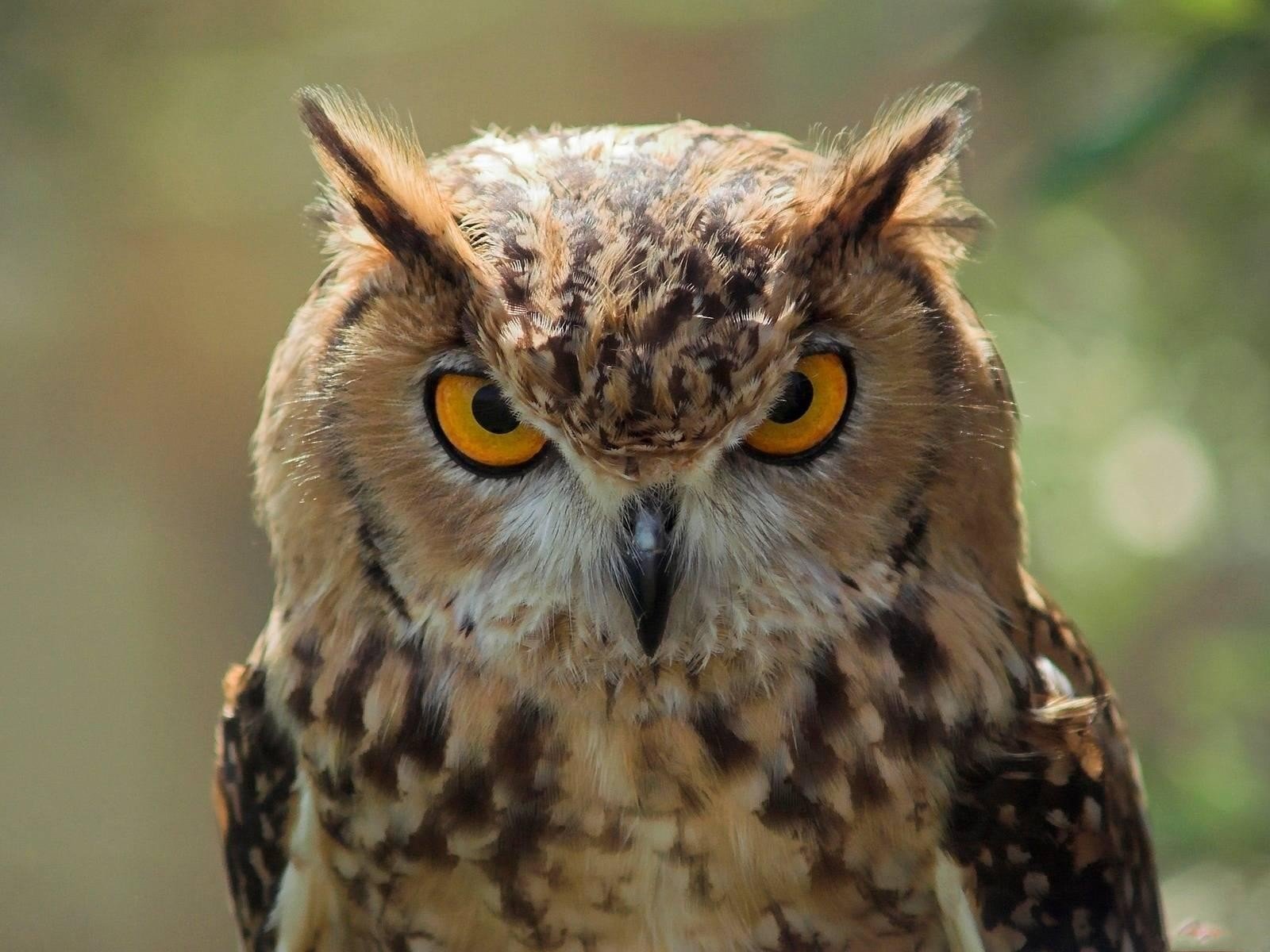animals, Owls Wallpaper