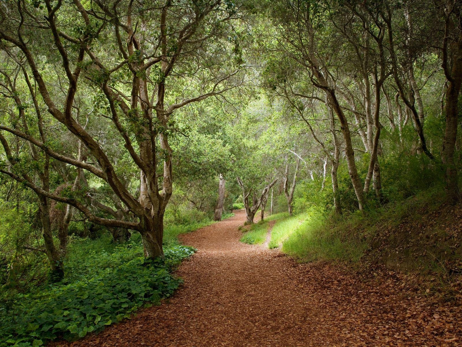 forests, Roads Wallpaper