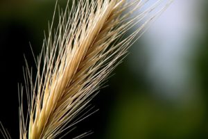 nature, Wheat