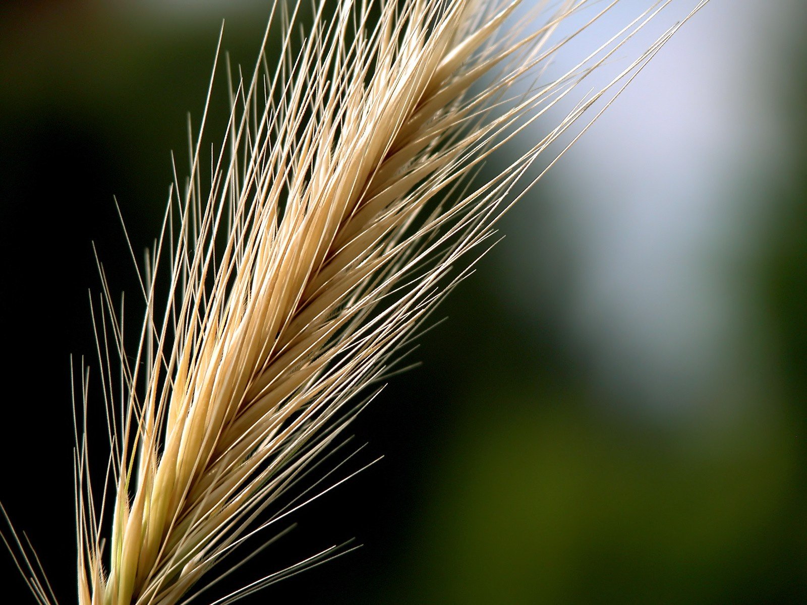 nature, Wheat Wallpaper