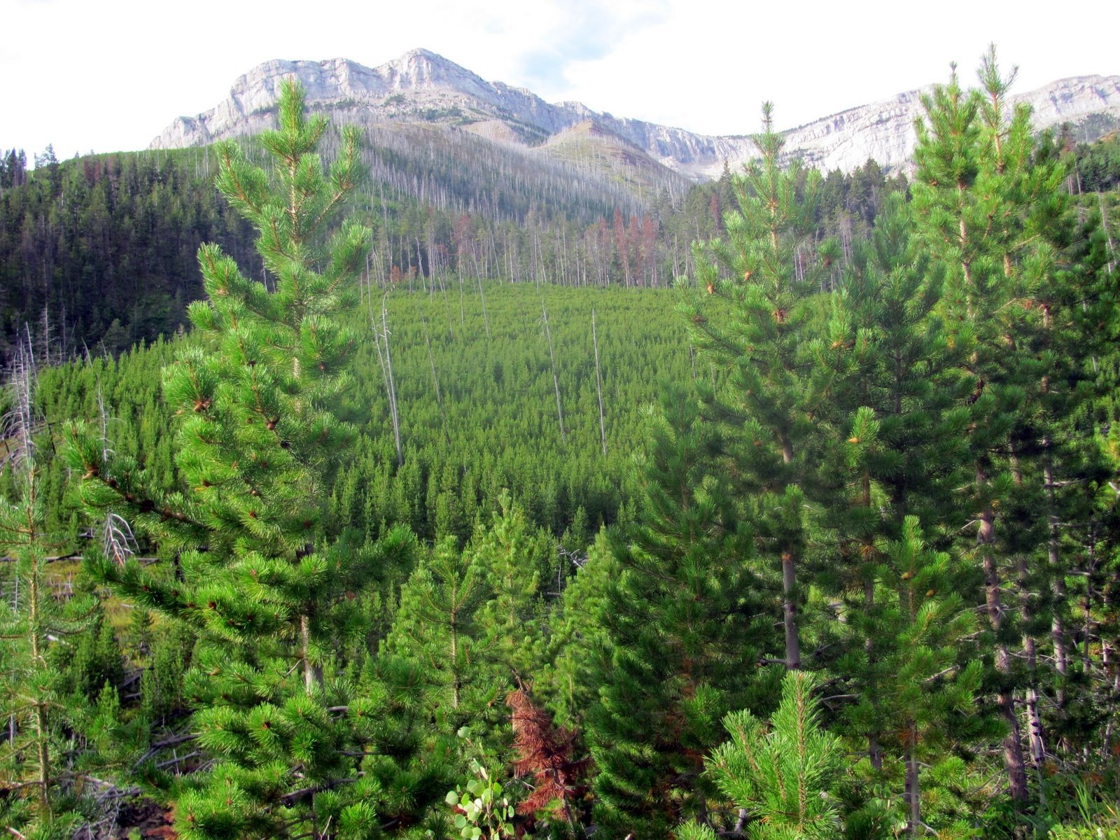 landscapes, Forests Wallpaper