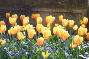flowers, Plants, Tulips