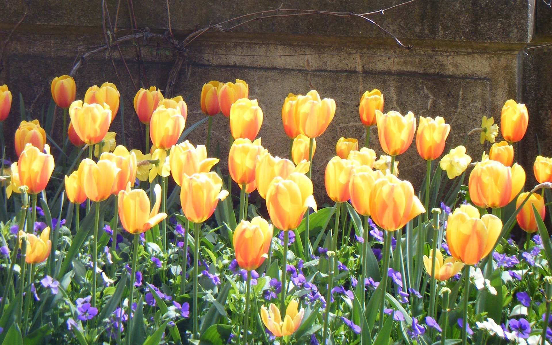 flowers, Plants, Tulips Wallpaper