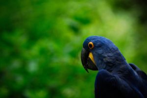 birds, Parrots, Hyacinth, Macaw