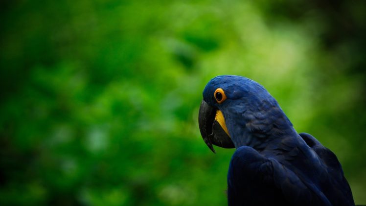 birds, Parrots, Hyacinth, Macaw HD Wallpaper Desktop Background