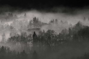 forests, Fog