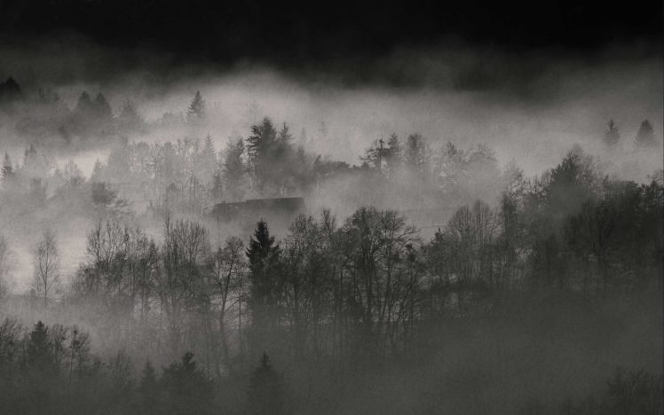 forests, Fog HD Wallpaper Desktop Background