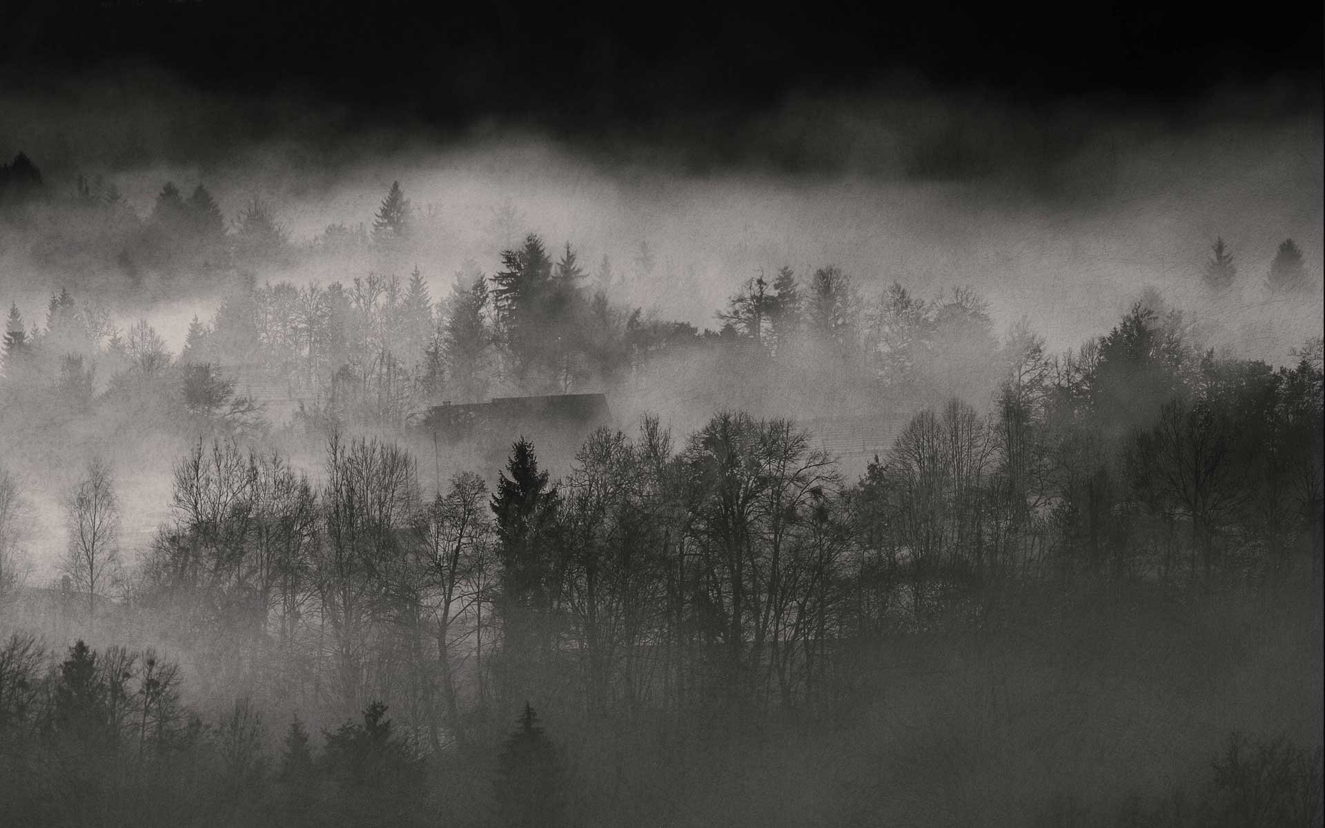 forests, Fog Wallpaper