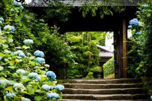 nature, Trees, Architecture, Garden, Stairways, Blue, Flowers, Hydrangeas