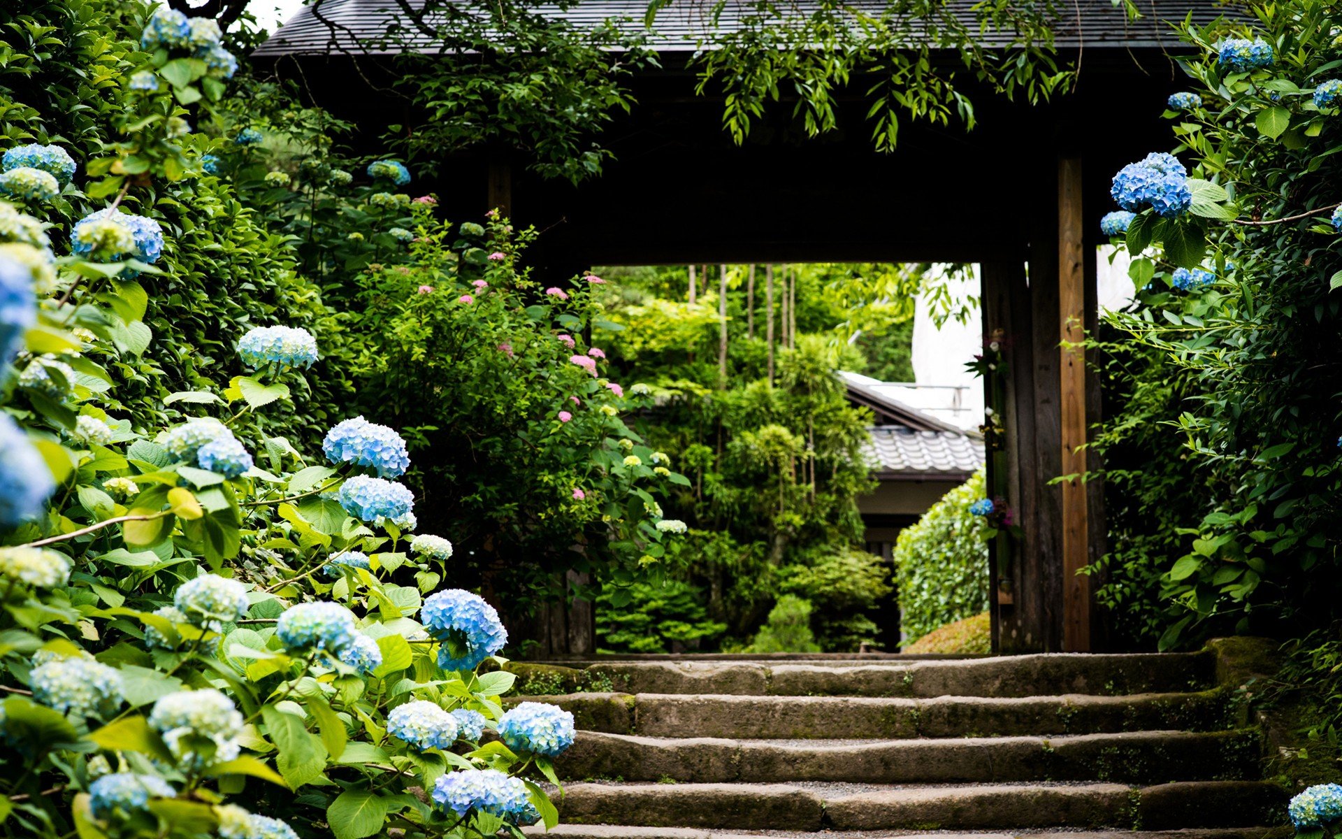 nature, Trees, Architecture, Garden, Stairways, Blue, Flowers, Hydrangeas Wallpaper