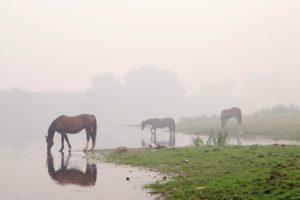 water, Animals, Fog, Horses, Reflections