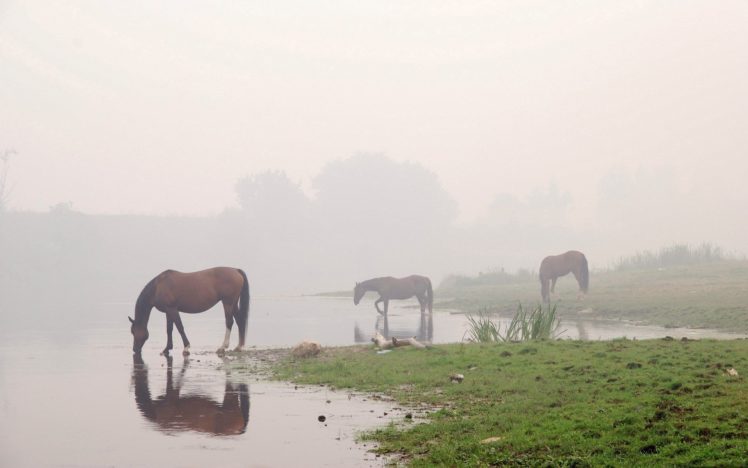 water, Animals, Fog, Horses, Reflections HD Wallpaper Desktop Background