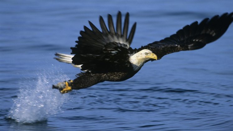 alaska, Eagles, Fishing, Bald, Eagles HD Wallpaper Desktop Background