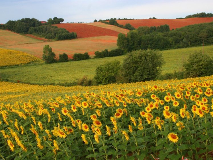 landscapes, Nature, Sunflowers HD Wallpaper Desktop Background