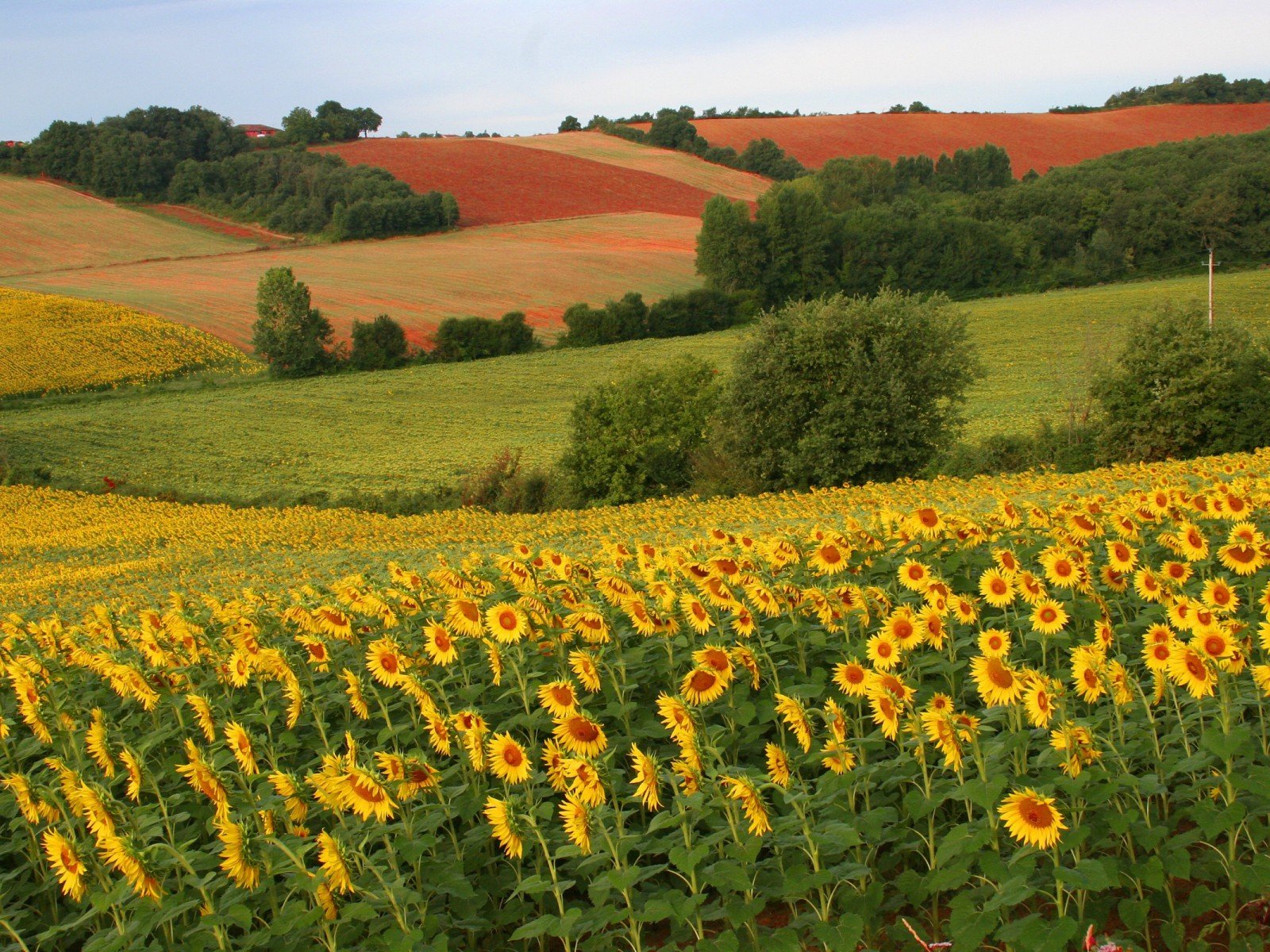 landscapes, Nature, Sunflowers Wallpaper