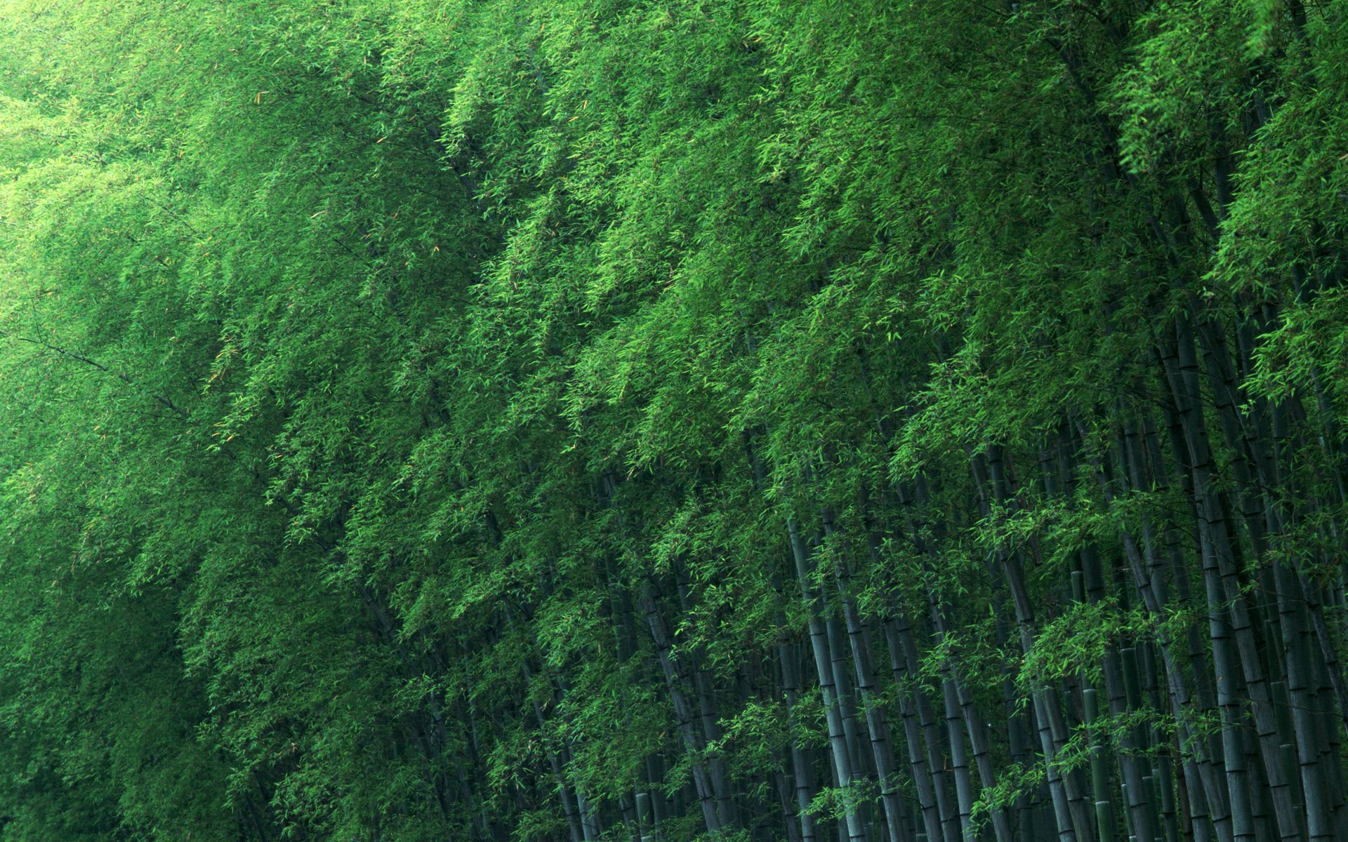 bamboo Wallpaper
