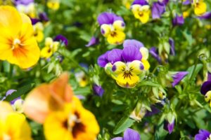 nature, Flowers, Grass, Pansies