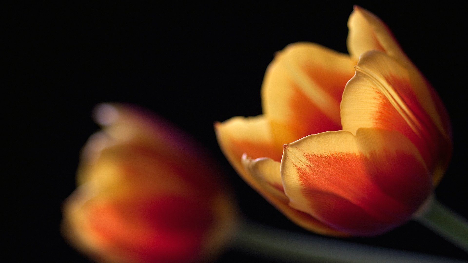 flowers, Tulips Wallpaper