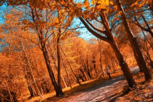 landscapes, Forest, Autumn, Fall, Leaves, Path