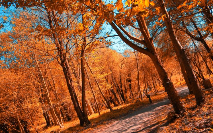 landscapes, Forest, Autumn, Fall, Leaves, Path HD Wallpaper Desktop Background