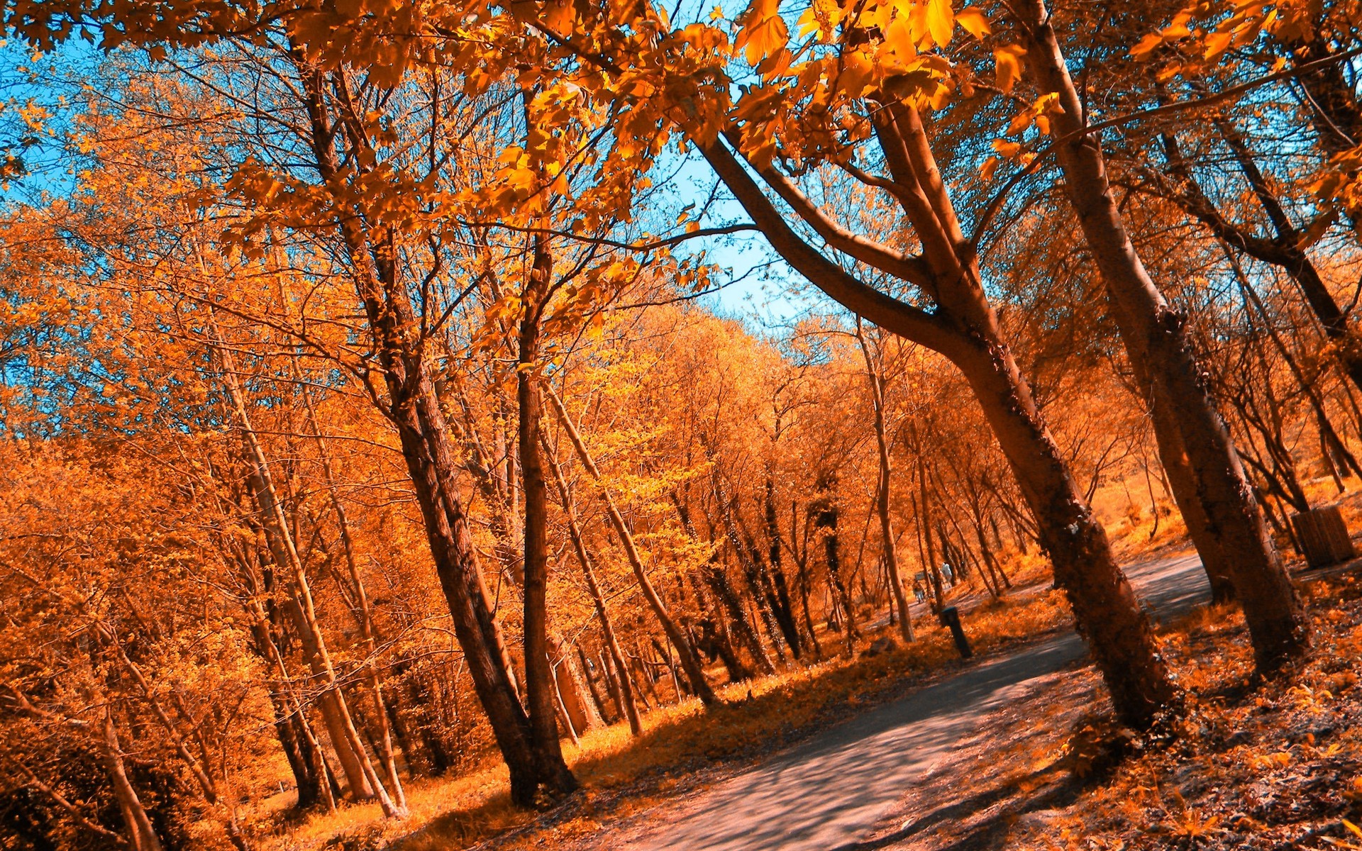 landscapes, Forest, Autumn, Fall, Leaves, Path Wallpaper