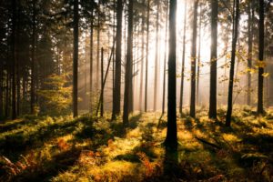 landscapes, Forest, Sun, Light, Beams, Rays
