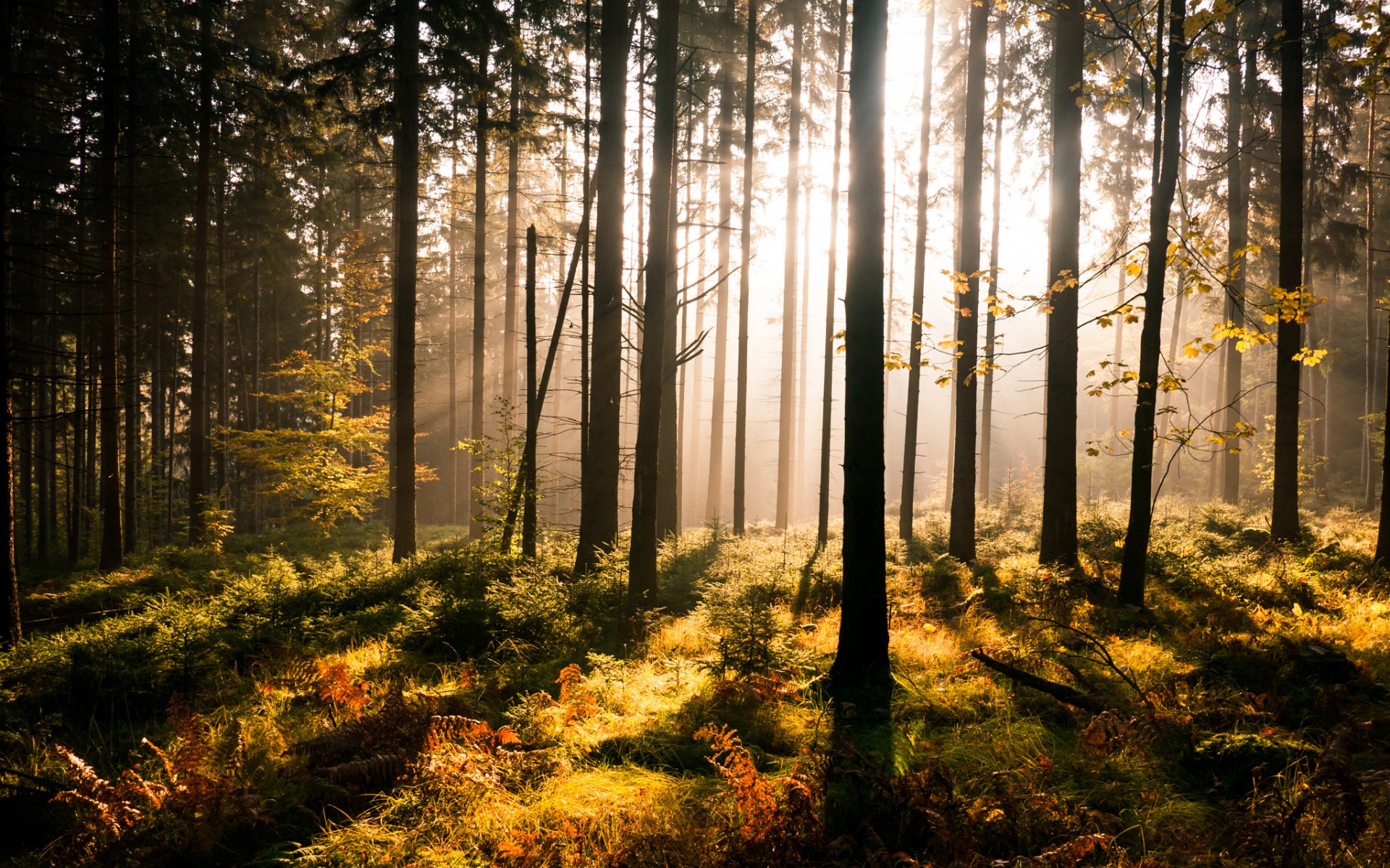 landscapes, Forest, Sun, Light, Beams, Rays Wallpaper