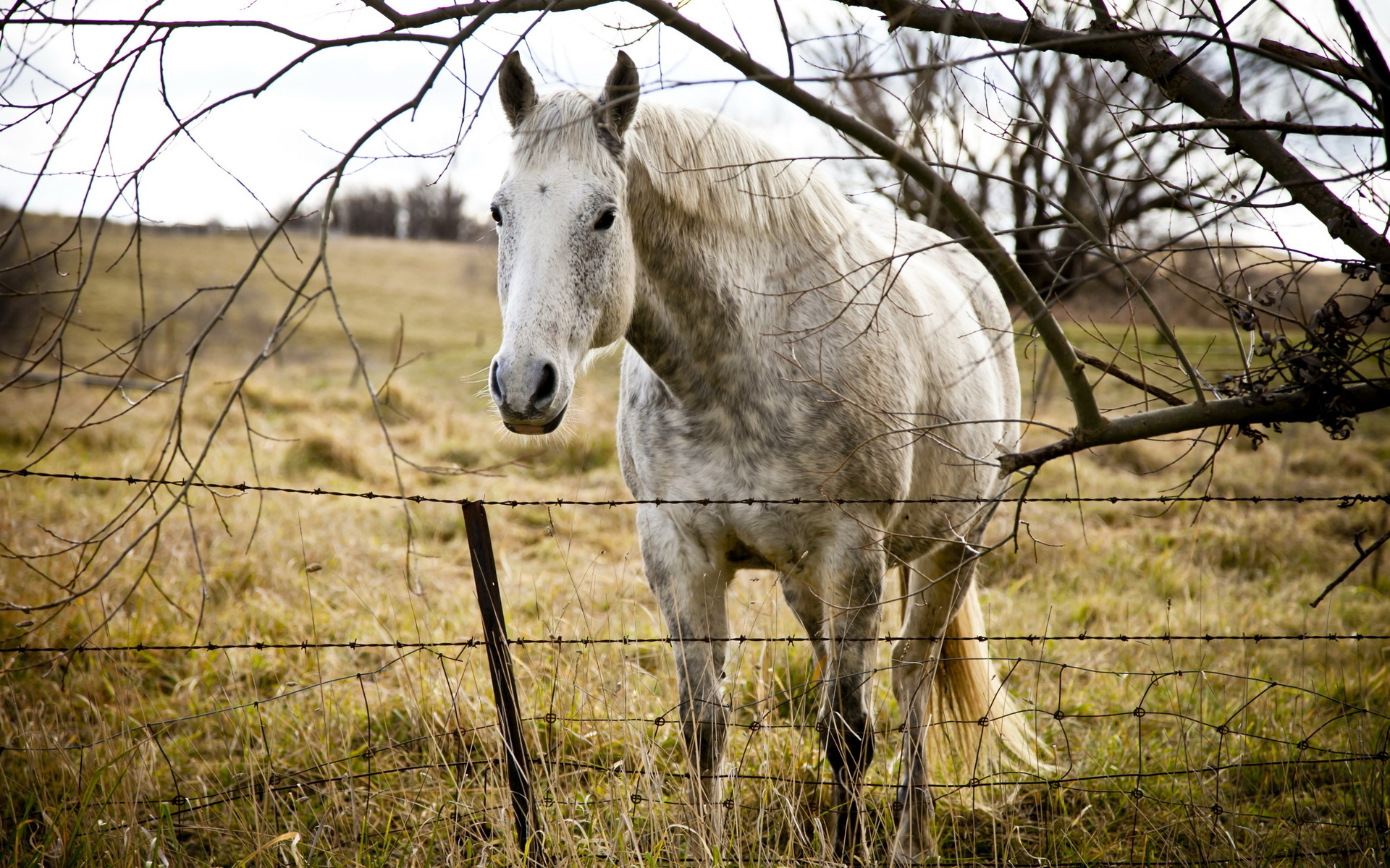 horses Wallpaper