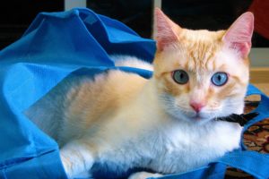 cats, Blue, Eyes, Animals, Bags