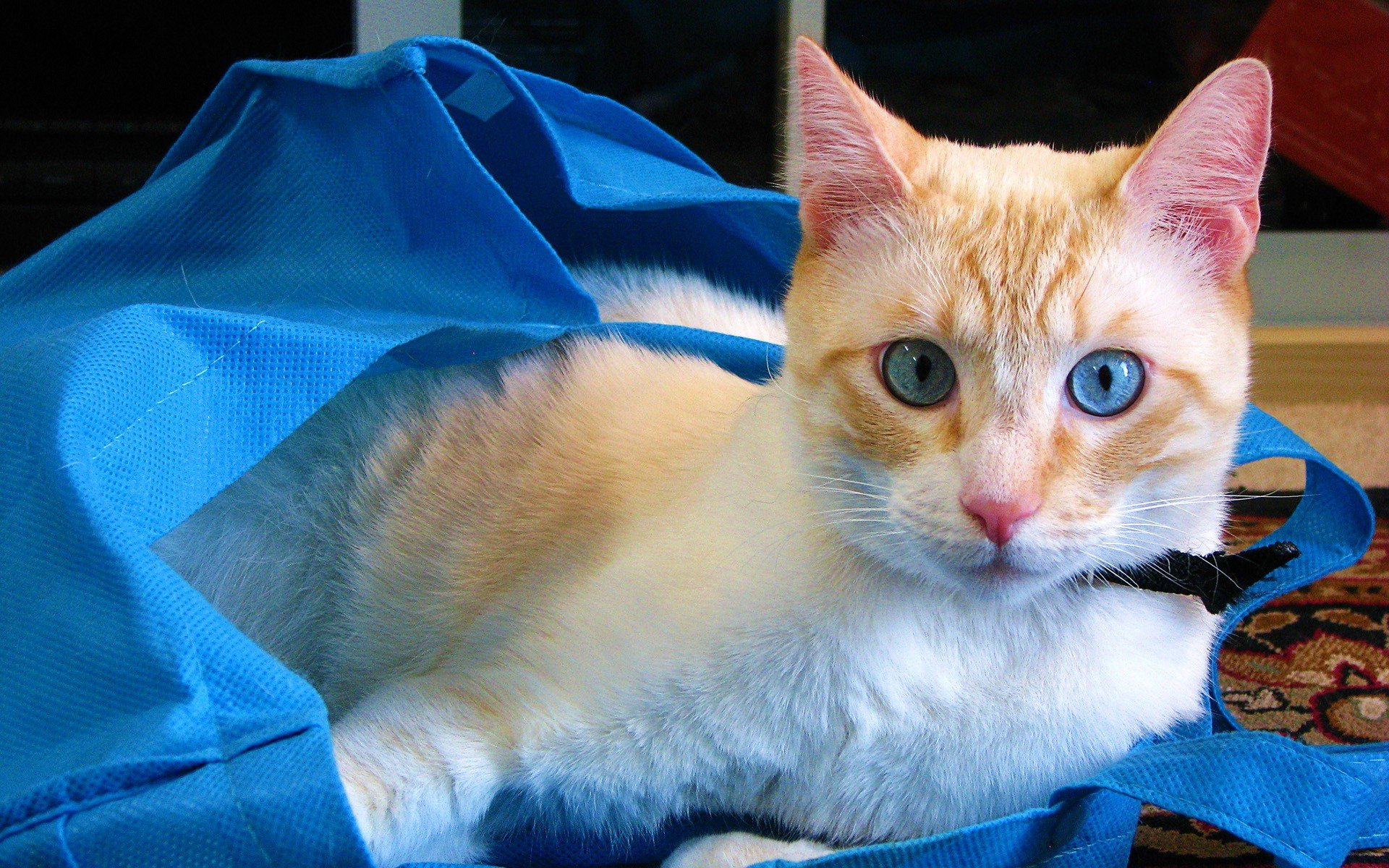cats, Blue, Eyes, Animals, Bags Wallpaper