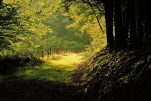 landscapes, Forest, Path, Sunlight, Ray, Beam