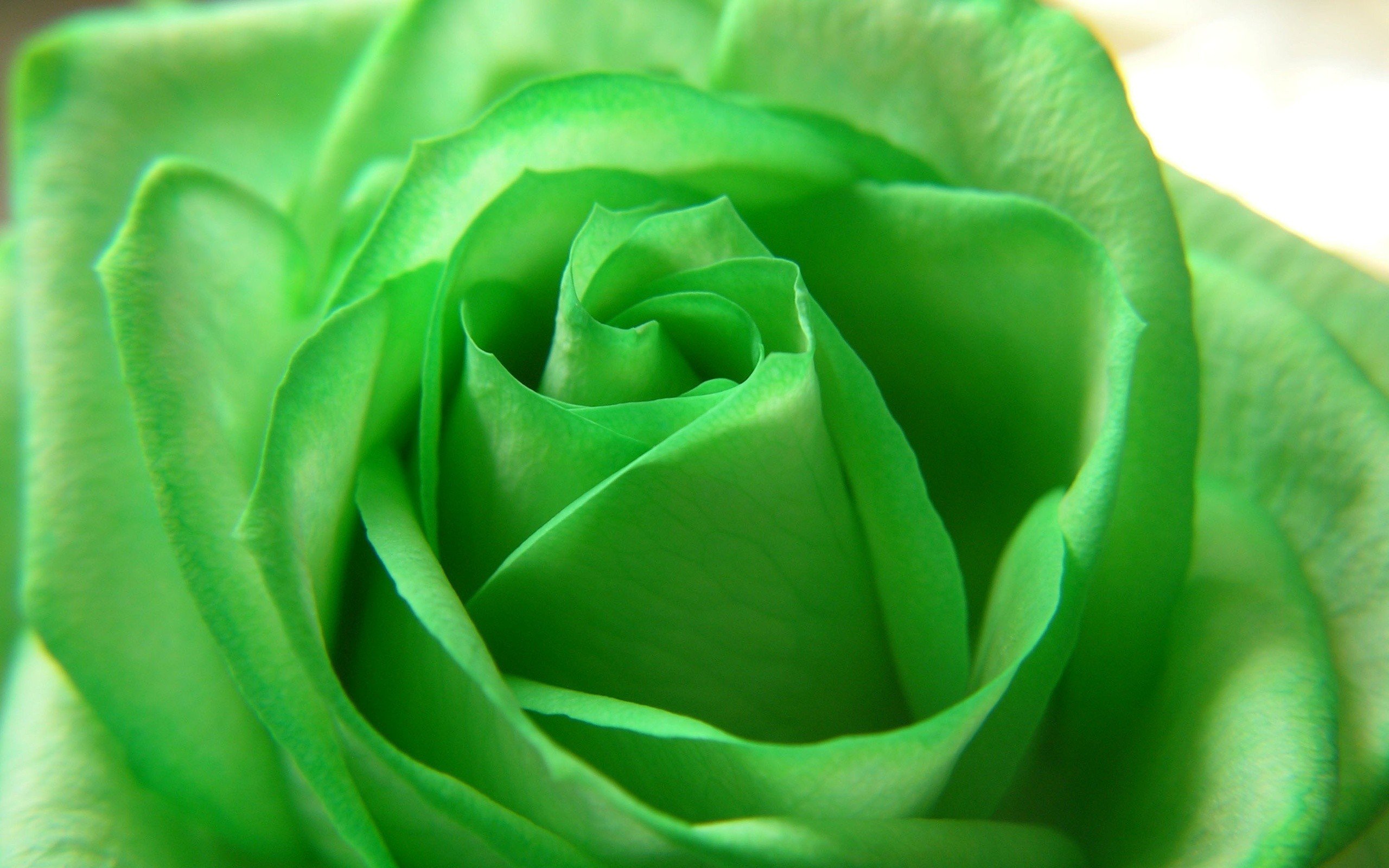 green, Flowers, Roses Wallpaper