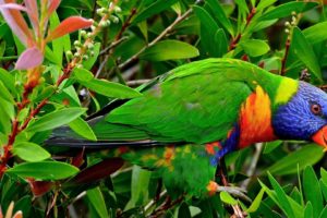 multicolor, Birds, Animals, Tropical, Parrots, Rainbow, Lorikeet