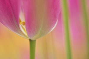 nature, Flowers, Tulips, Macro