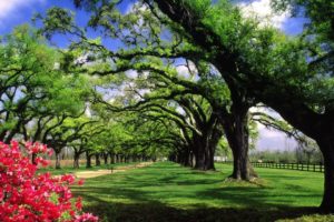 trees, Hall, Plantation, South, Carolina