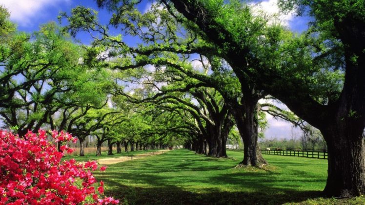 trees, Hall, Plantation, South, Carolina HD Wallpaper Desktop Background