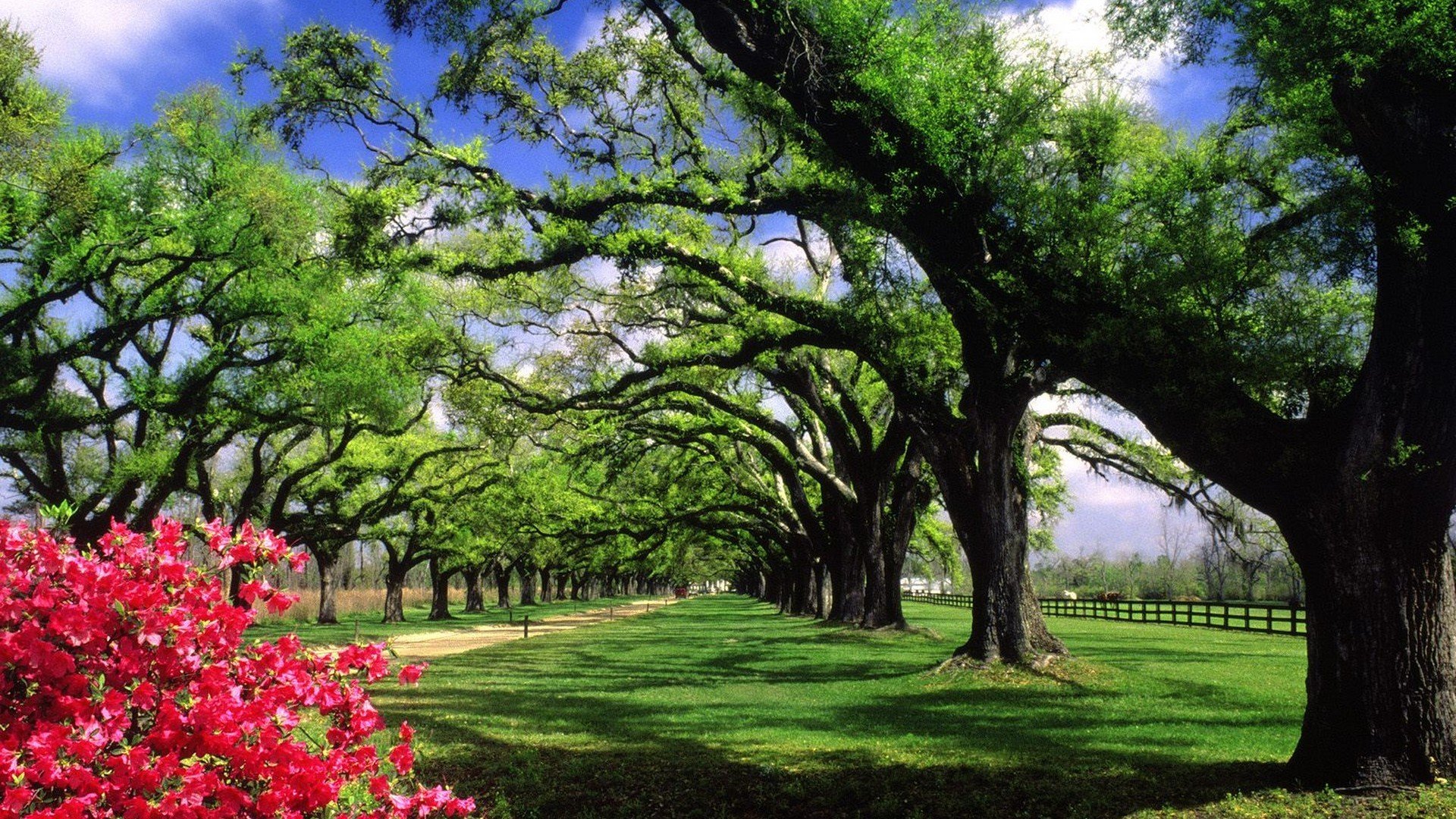 trees, Hall, Plantation, South, Carolina Wallpaper