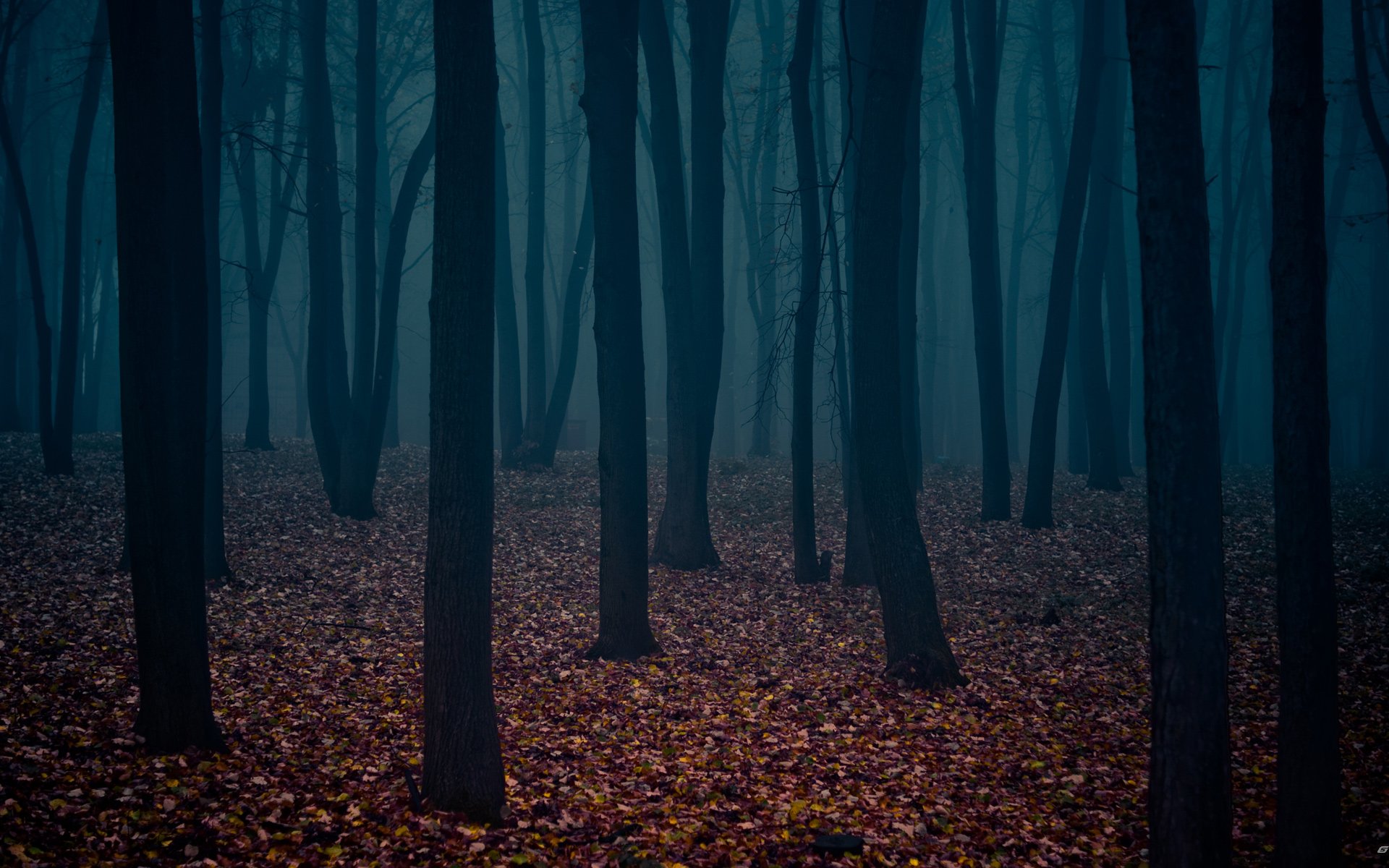 nature, Trees, Autumn, Forests, Leaves, Fog, Gothic, Atmospheric Wallpaper