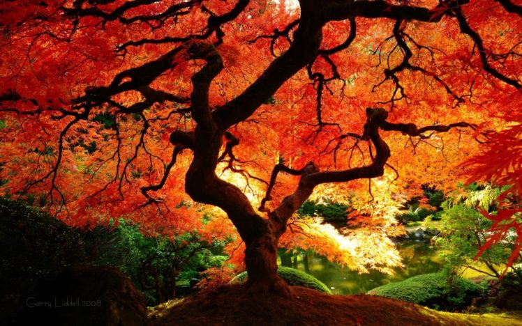 nature, Trees, Colors HD Wallpaper Desktop Background