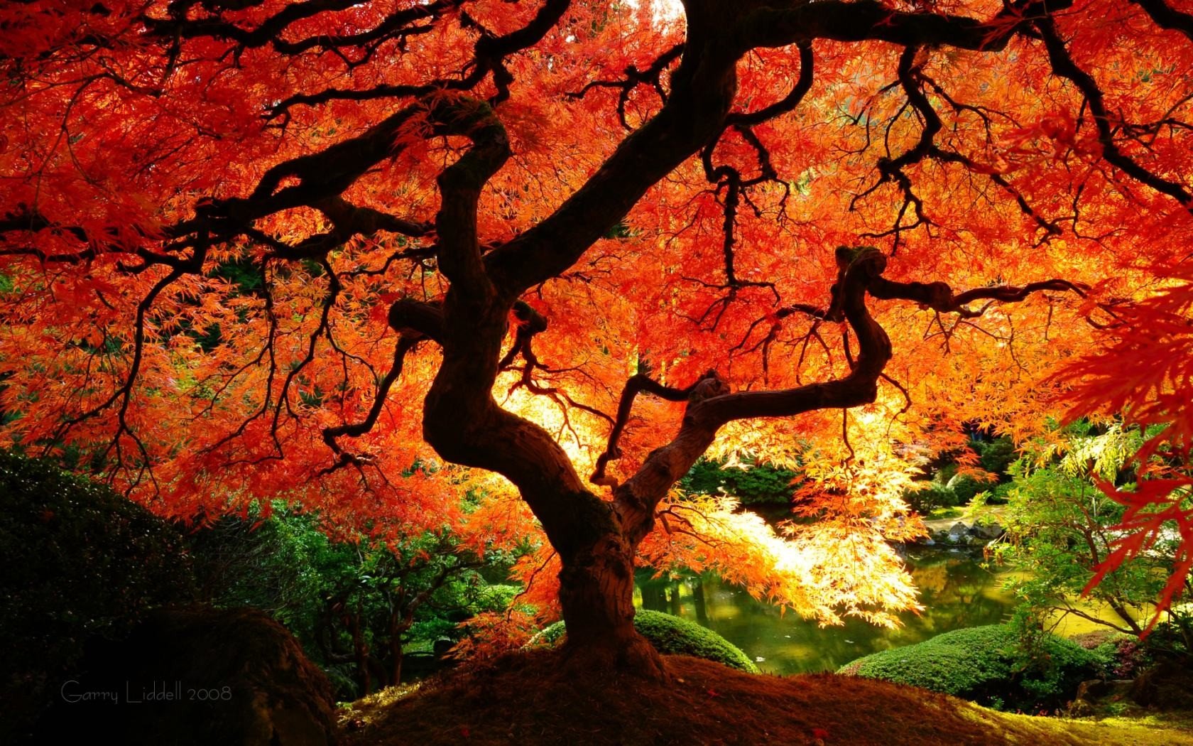 nature, Trees, Colors Wallpaper