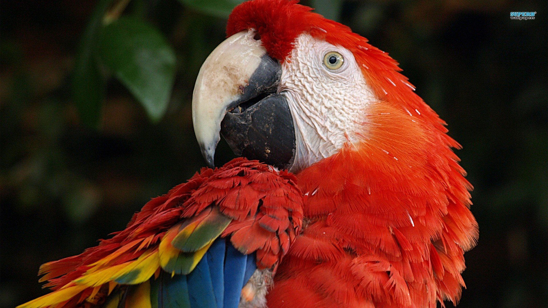 birds, Parrots, Scarlet, Macaws, Macaw Wallpaper