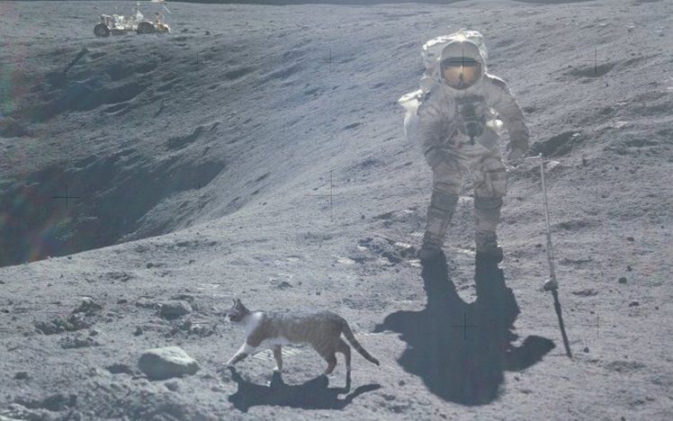 cats, Astronauts HD Wallpaper Desktop Background
