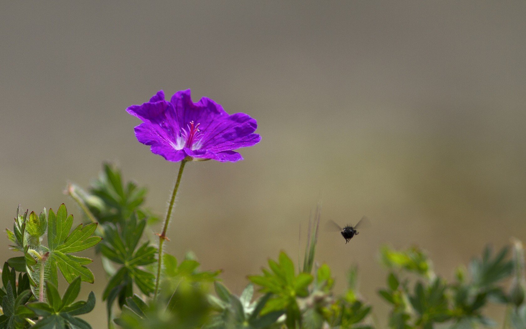 flowers Wallpaper