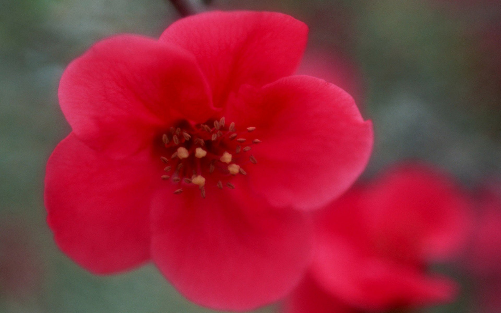 japan, Flowers, Pink, Flowers Wallpapers HD / Desktop and Mobile