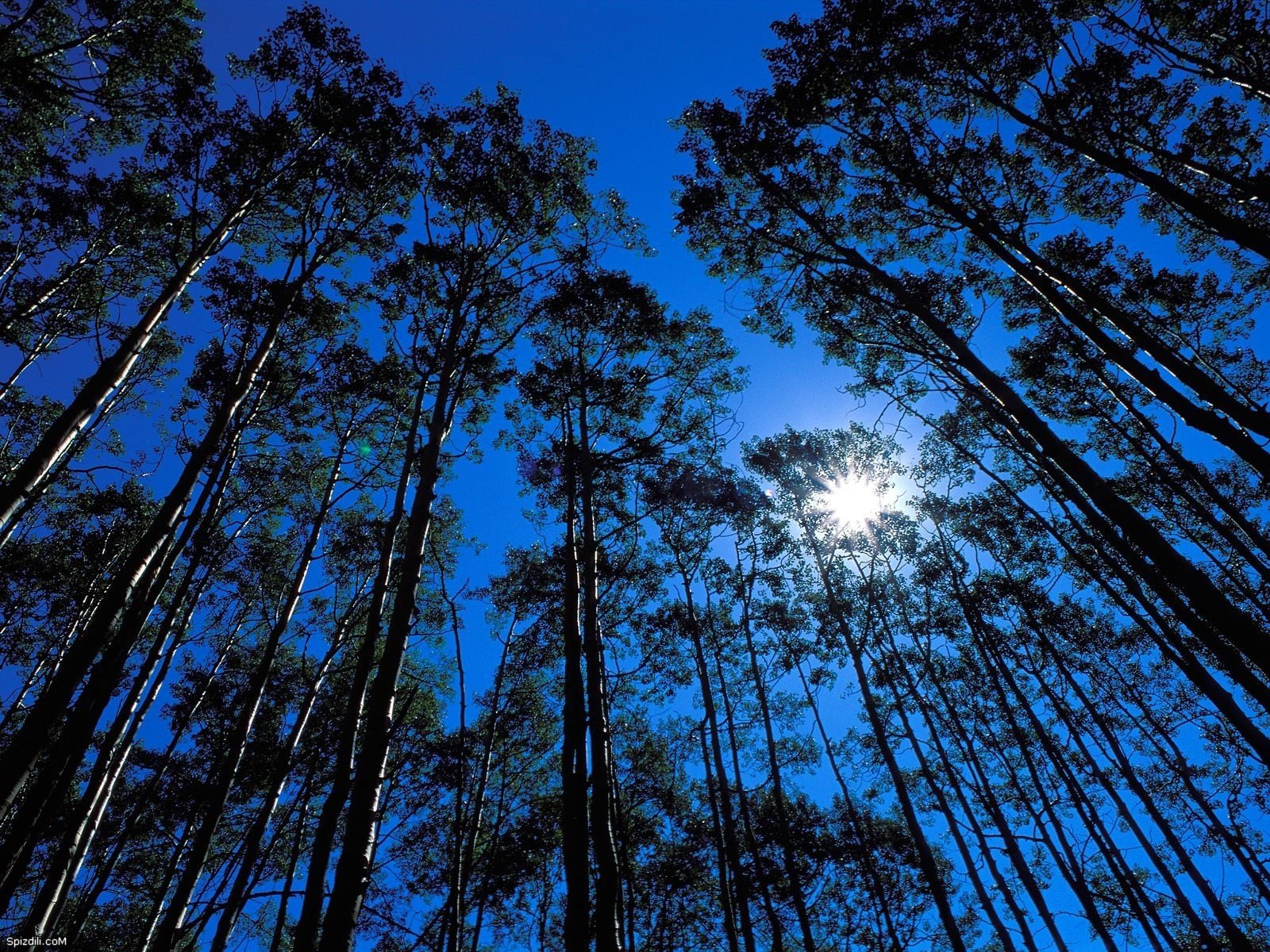 trees, Skyscapes Wallpaper